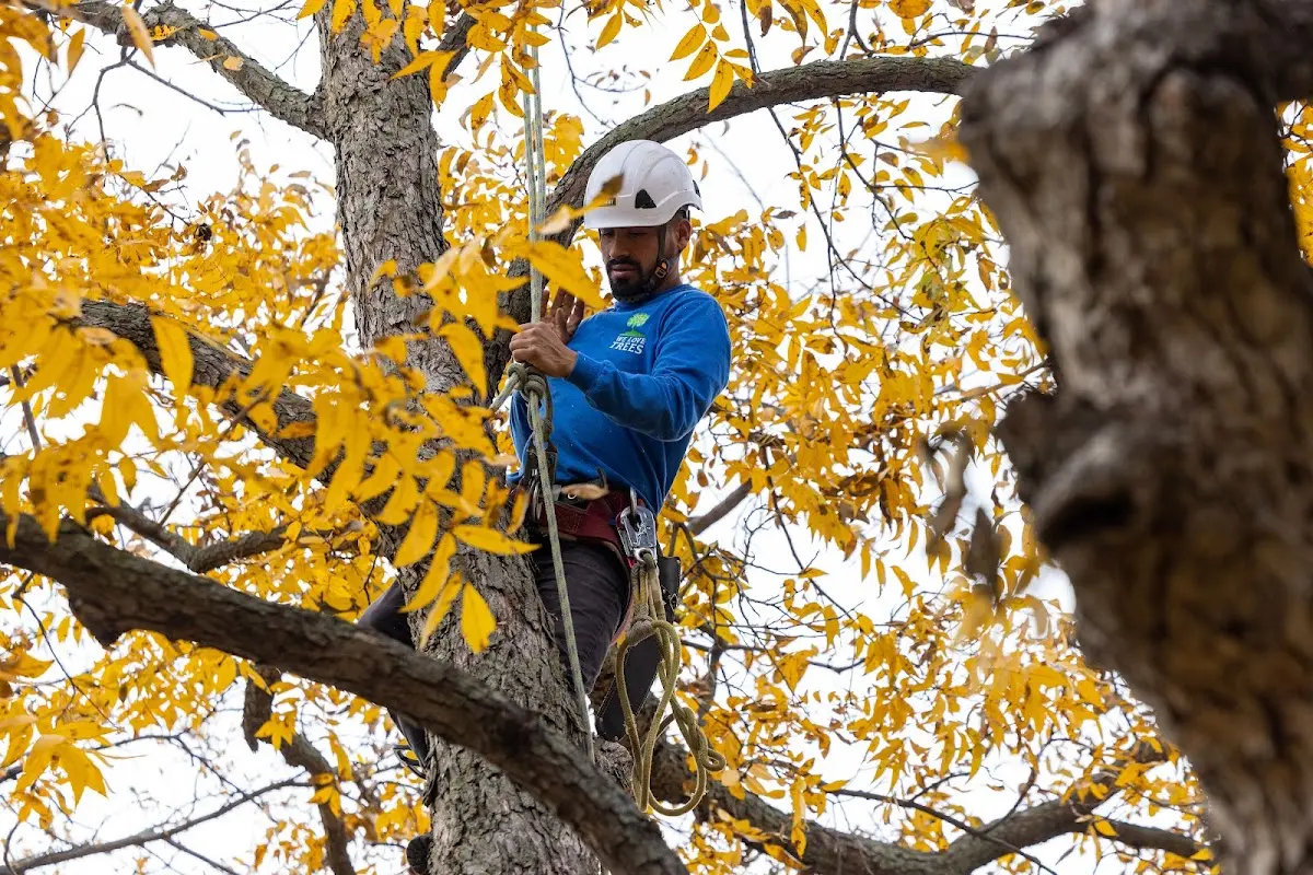 Skilled Tree Planing crew working in Grenada